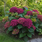 Hortenzia kalinolistá (Hydrangea macrophylla) ´SAXON SCHLOSS WACKERBARTH´® - výška 10-20 cm, kont. C1L